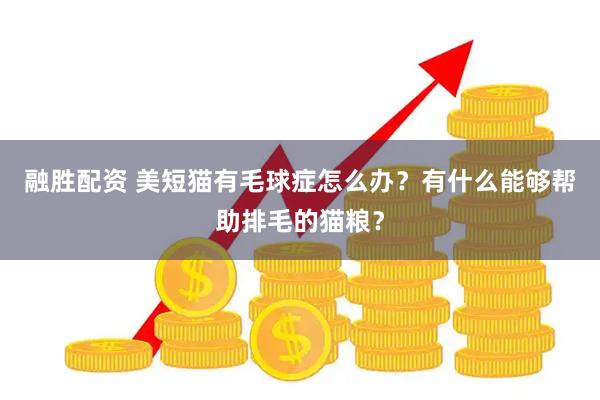 融胜配资 美短猫有毛球症怎么办？有什么能够帮助排毛的猫粮？